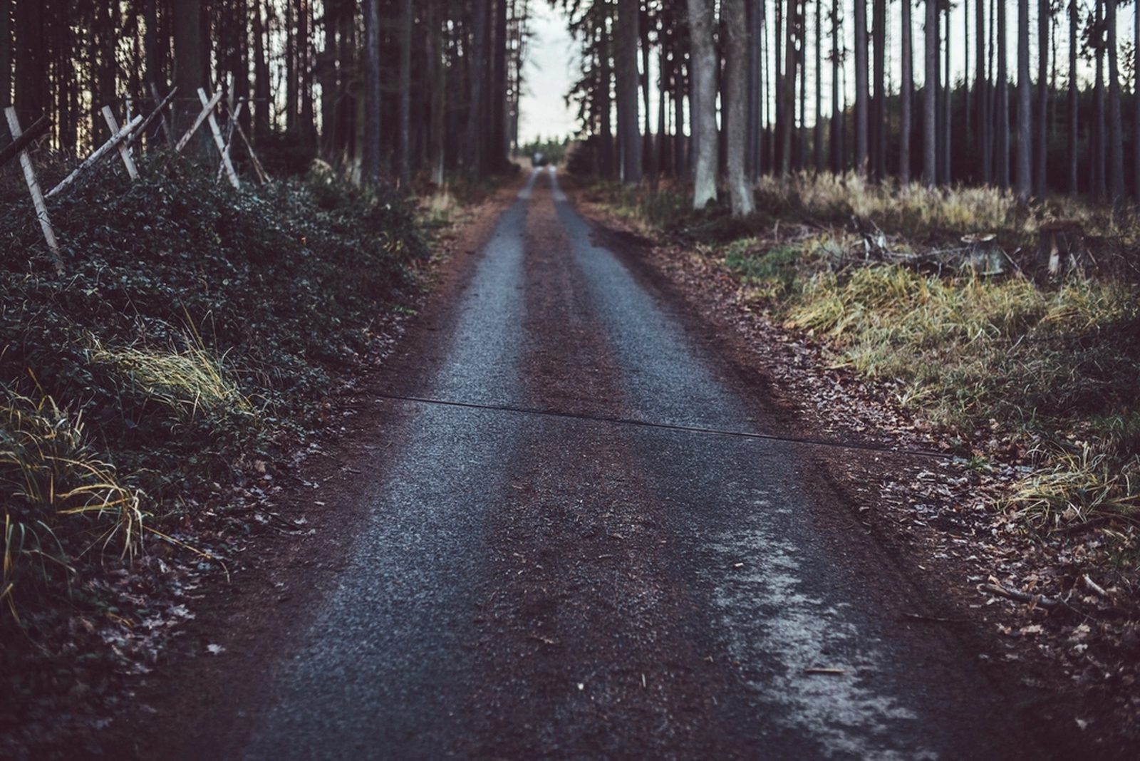 A dirt two-track road running between fence lines into wooded acreage